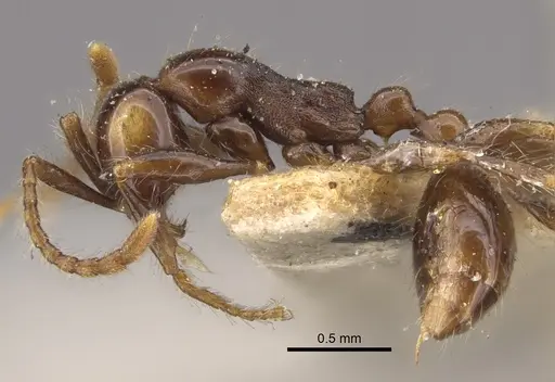 Aenictus fergusoni specimen CASENT0917746 image casent0917746_4