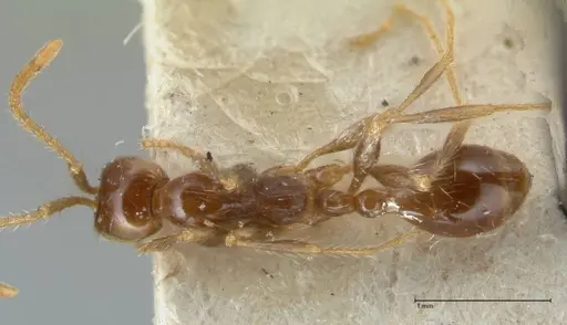 Aenictus fergusoni specimen FOCOL1148 image focol1148_1