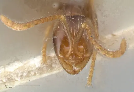 Aenictus fergusoni specimen FOCOL1148 image focol1148_2