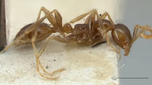 Aenictus fergusoni specimen FOCOL1148 image focol1148_3