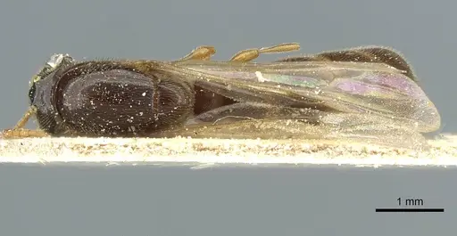 Aenictus foreli specimen CASENT0911424 image casent0911424_1