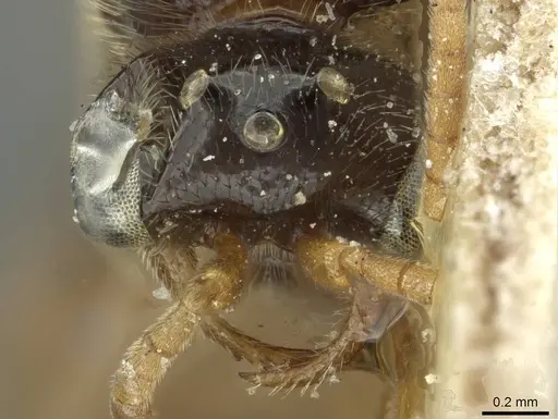 Aenictus foreli specimen CASENT0911424 image casent0911424_2