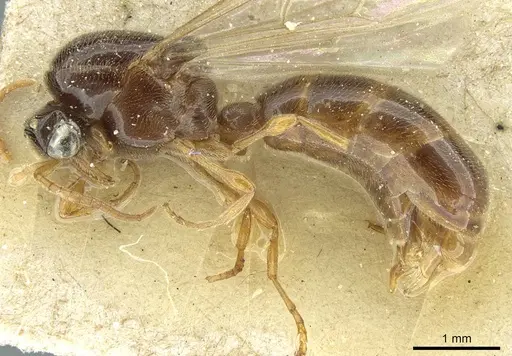 Aenictus foreli specimen CASENT0911424 image casent0911424_3