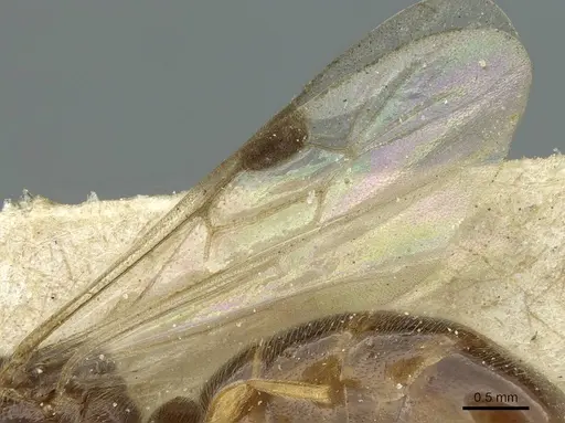 Aenictus foreli specimen CASENT0911424 image casent0911424_4