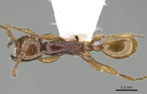 Aenictus formosensis specimen CASENT0914928 image casent0914928_1