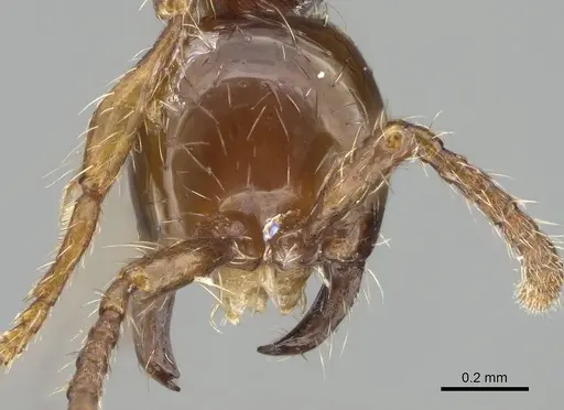 Aenictus formosensis specimen CASENT0914928 image casent0914928_2