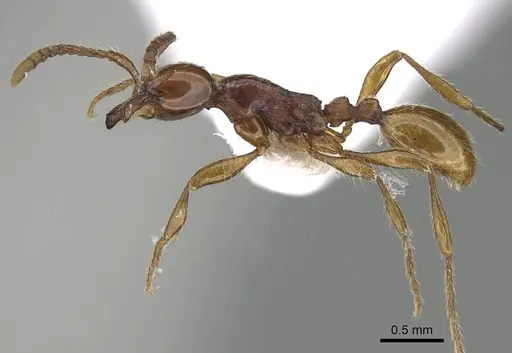 Aenictus formosensis specimen CASENT0914928 image casent0914928_3
