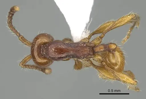 Aenictus fuchuanensis specimen CASENT0914926 image casent0914926_1