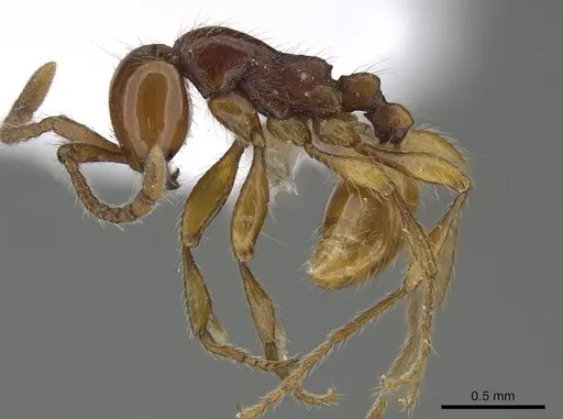 Aenictus fuchuanensis specimen CASENT0914926 image casent0914926_3