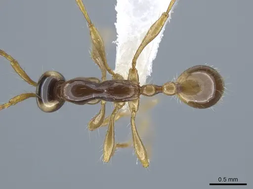 Aenictus fulvus specimen CASENT0616591 image casent0616591_1