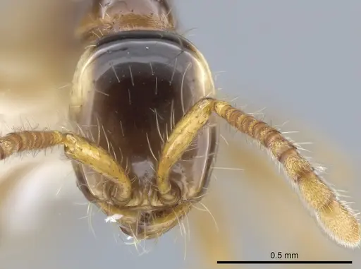 Aenictus fulvus specimen CASENT0616591 image casent0616591_2