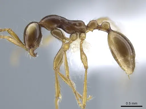 Aenictus fulvus specimen CASENT0616591 image casent0616591_3