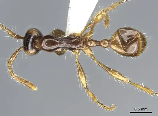 Aenictus fulvus specimen CASENT0903687 image casent0903687_1