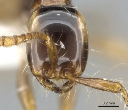 Aenictus fulvus specimen CASENT0903687 image casent0903687_2