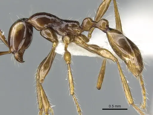Aenictus fulvus specimen CASENT0903687 image casent0903687_3