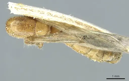 Aenictus furculatus specimen CASENT0911425 image casent0911425_1