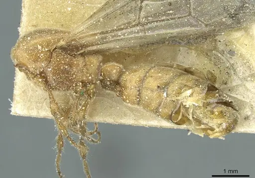 Aenictus furculatus specimen CASENT0911425 image casent0911425_2