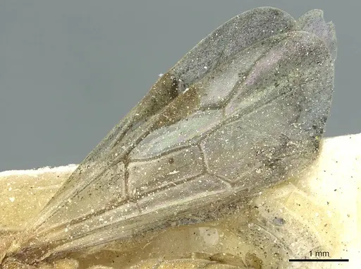 Aenictus furculatus specimen CASENT0911425 image casent0911425_3