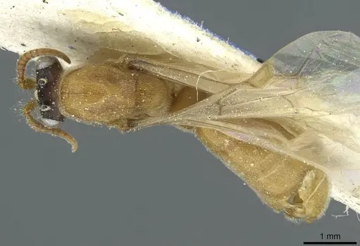 Aenictus furculatus specimen CASENT0911426 image casent0911426_1