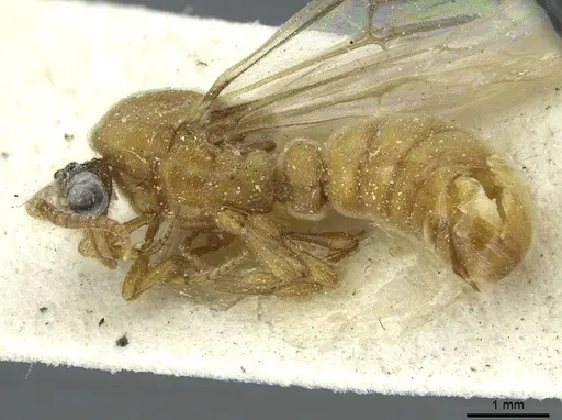 Aenictus furculatus specimen CASENT0911426 image casent0911426_3