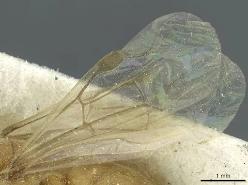 Aenictus furculatus specimen CASENT0911426 image casent0911426_4