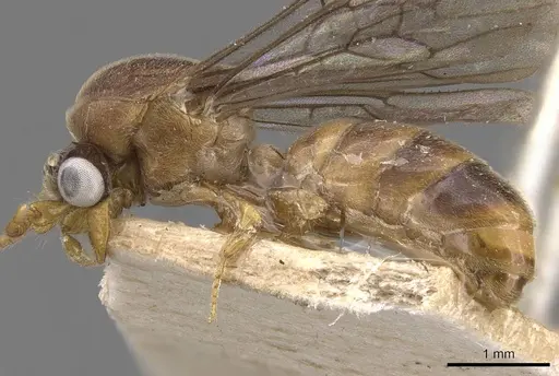 Aenictus fuscipennis specimen CASENT0907003 image casent0907003_3