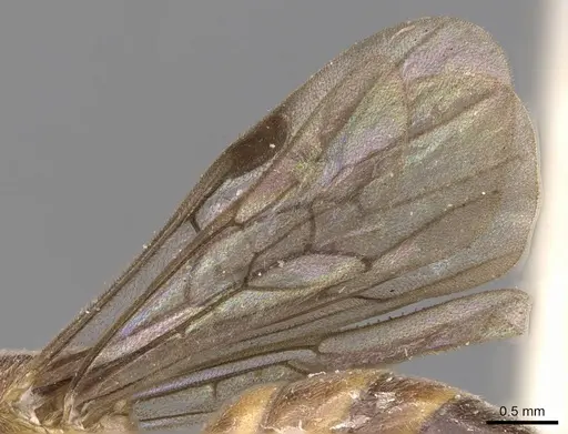 Aenictus fuscipennis specimen CASENT0907003 image casent0907003_4