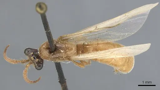 Aenictus fuscovarius specimen CASENT0903755 image casent0903755_1