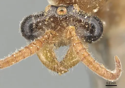 Aenictus fuscovarius specimen CASENT0903755 image casent0903755_2