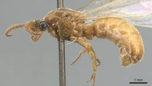 Aenictus fuscovarius specimen CASENT0903755 image casent0903755_3