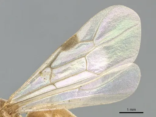 Aenictus fuscovarius specimen CASENT0903755 image casent0903755_4
