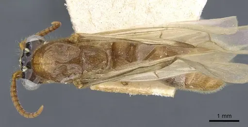 Aenictus fuscovarius specimen CASENT0907027 image casent0907027_1