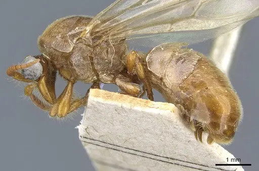 Aenictus fuscovarius specimen CASENT0907027 image casent0907027_3