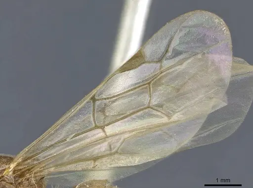 Aenictus fuscovarius specimen CASENT0907027 image casent0907027_4