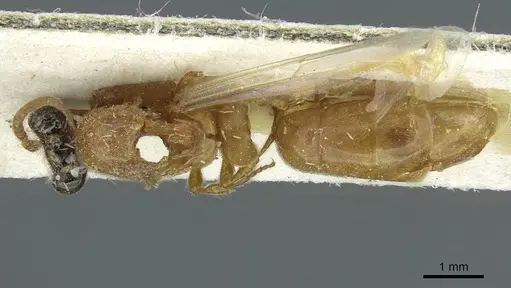 Aenictus fuscovarius specimen CASENT0911427 image casent0911427_1