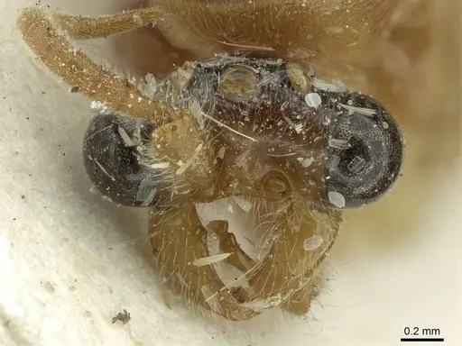 Aenictus fuscovarius specimen CASENT0911427 image casent0911427_2