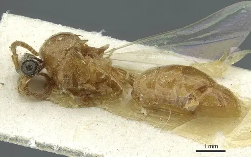 Aenictus fuscovarius specimen CASENT0911427 image casent0911427_3