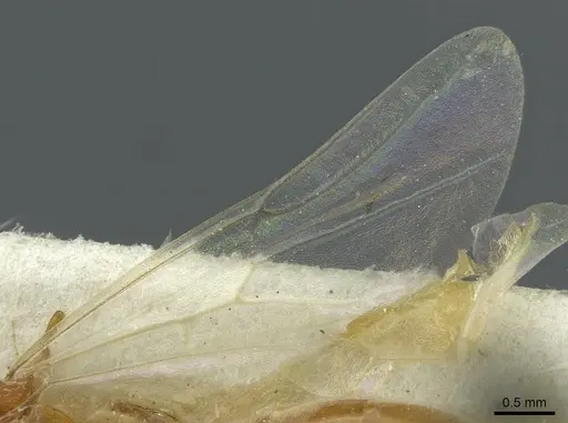 Aenictus fuscovarius specimen CASENT0911427 image casent0911427_4
