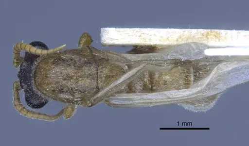 Aenictus fuscovarius specimen CASENT0916858 image casent0916858_1
