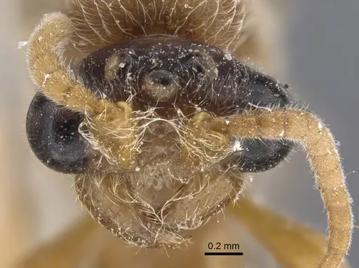 Aenictus fuscovarius specimen CASENT0916858 image casent0916858_2