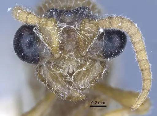 Aenictus fuscovarius specimen CASENT0916858 image casent0916858_3