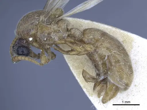 Aenictus fuscovarius specimen CASENT0916858 image casent0916858_4