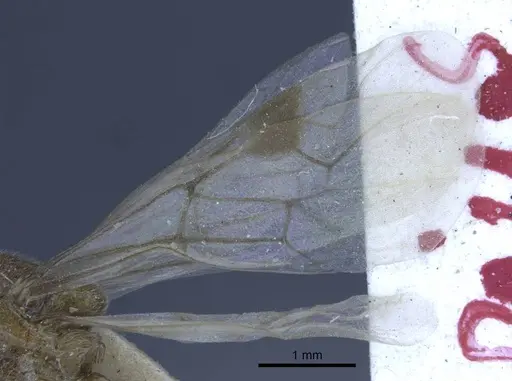 Aenictus fuscovarius specimen CASENT0916858 image casent0916858_5