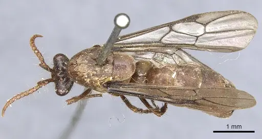 Aenictus gibbosus specimen CASENT0903750 image casent0903750_1