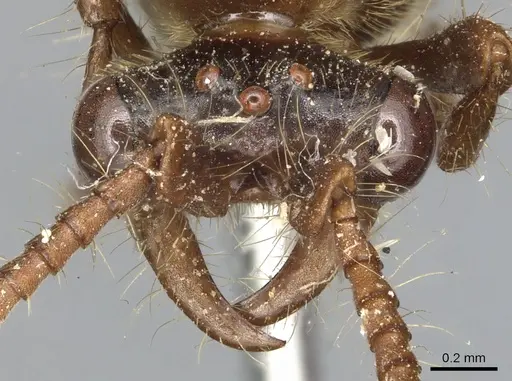 Aenictus gibbosus specimen CASENT0903750 image casent0903750_2