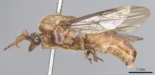 Aenictus gibbosus specimen CASENT0903750 image casent0903750_3