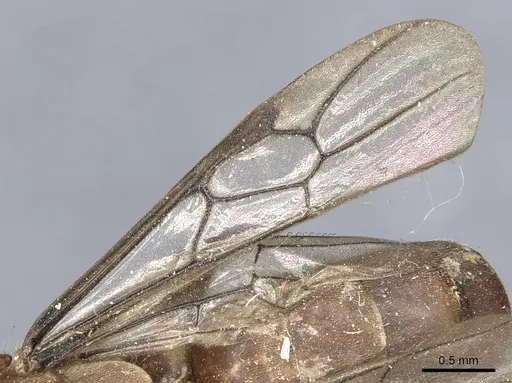 Aenictus gibbosus specimen CASENT0903750 image casent0903750_4
