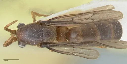 Aenictus gibbosus specimen FOCOL1150 image focol1150_1