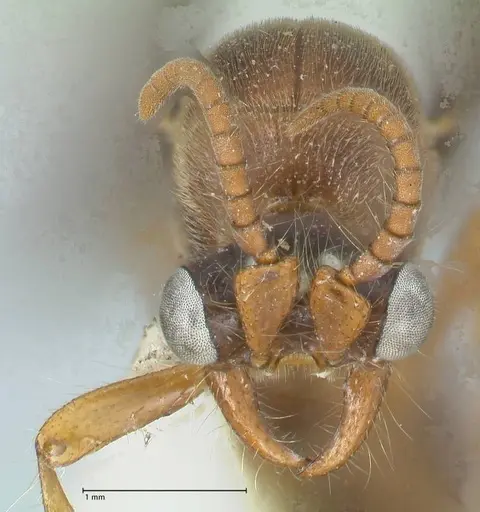 Aenictus gibbosus specimen FOCOL1150 image focol1150_2