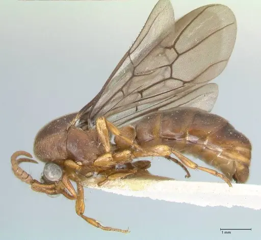Aenictus gibbosus specimen FOCOL1150 image focol1150_3
